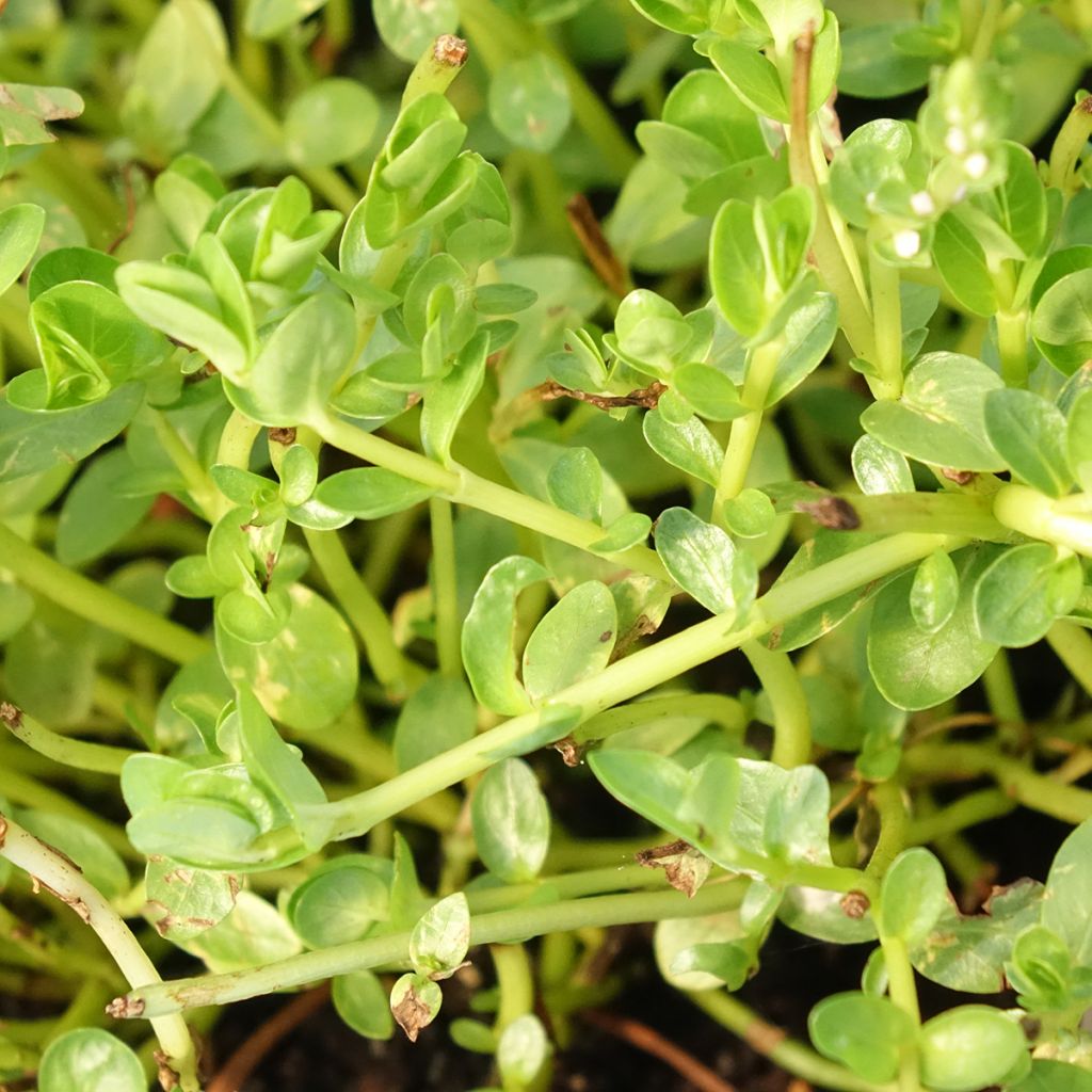 Hentorotala Green