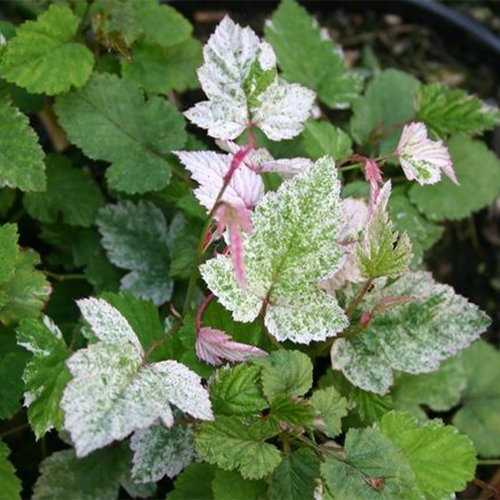 Aitokarhunvatukka Variegatus