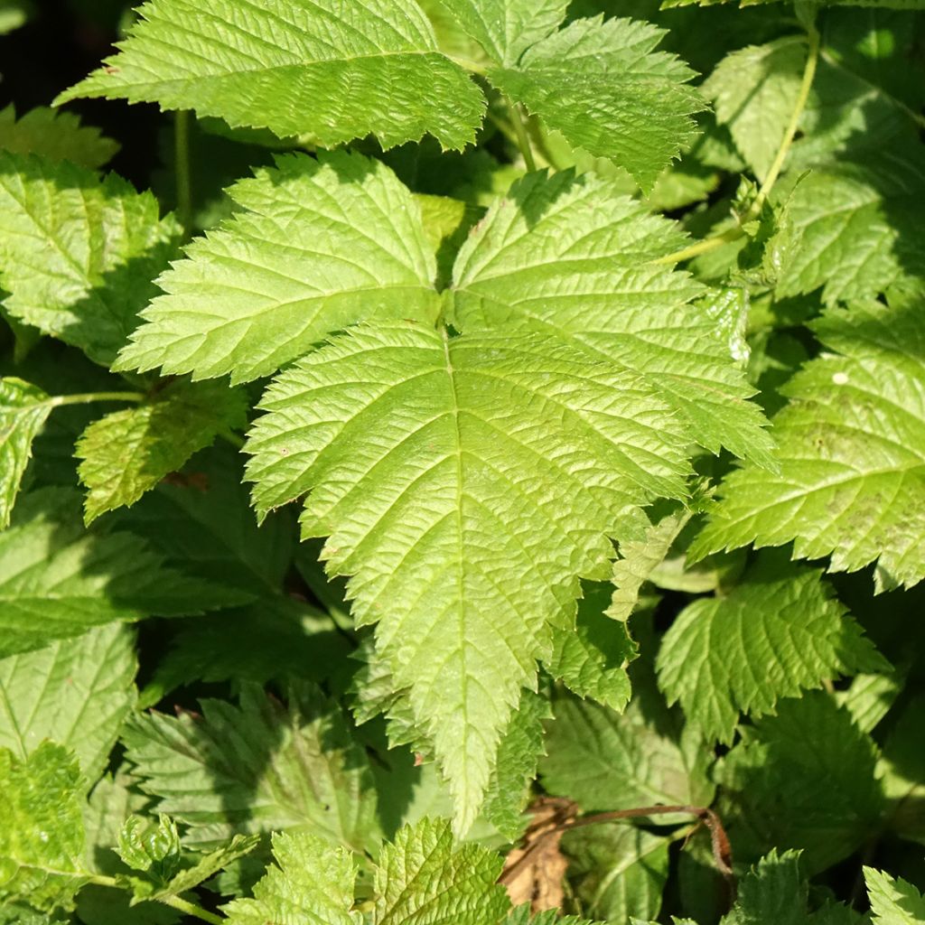 Alaskanvatukka Pacific Rose - Rubus spectabilis