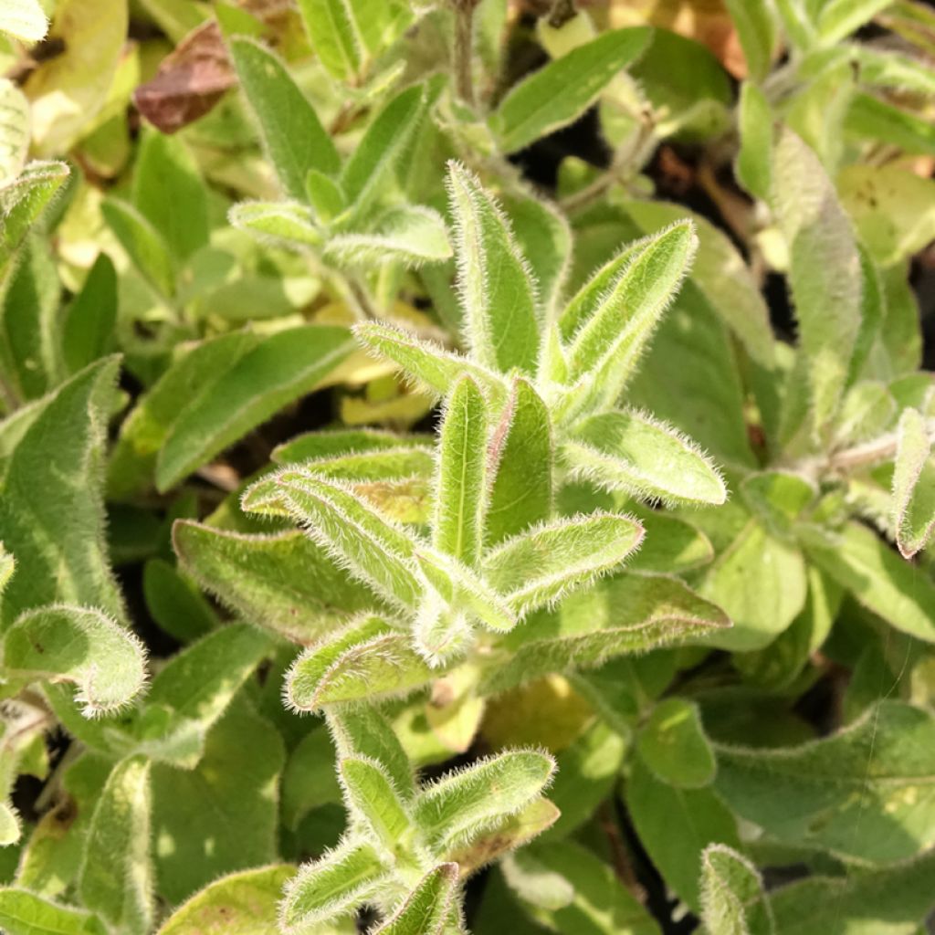 Ruellia humilis