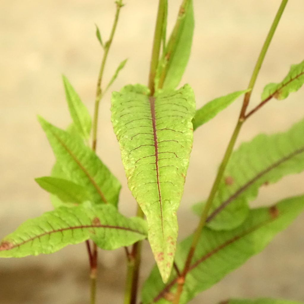 Rumex sauvignea