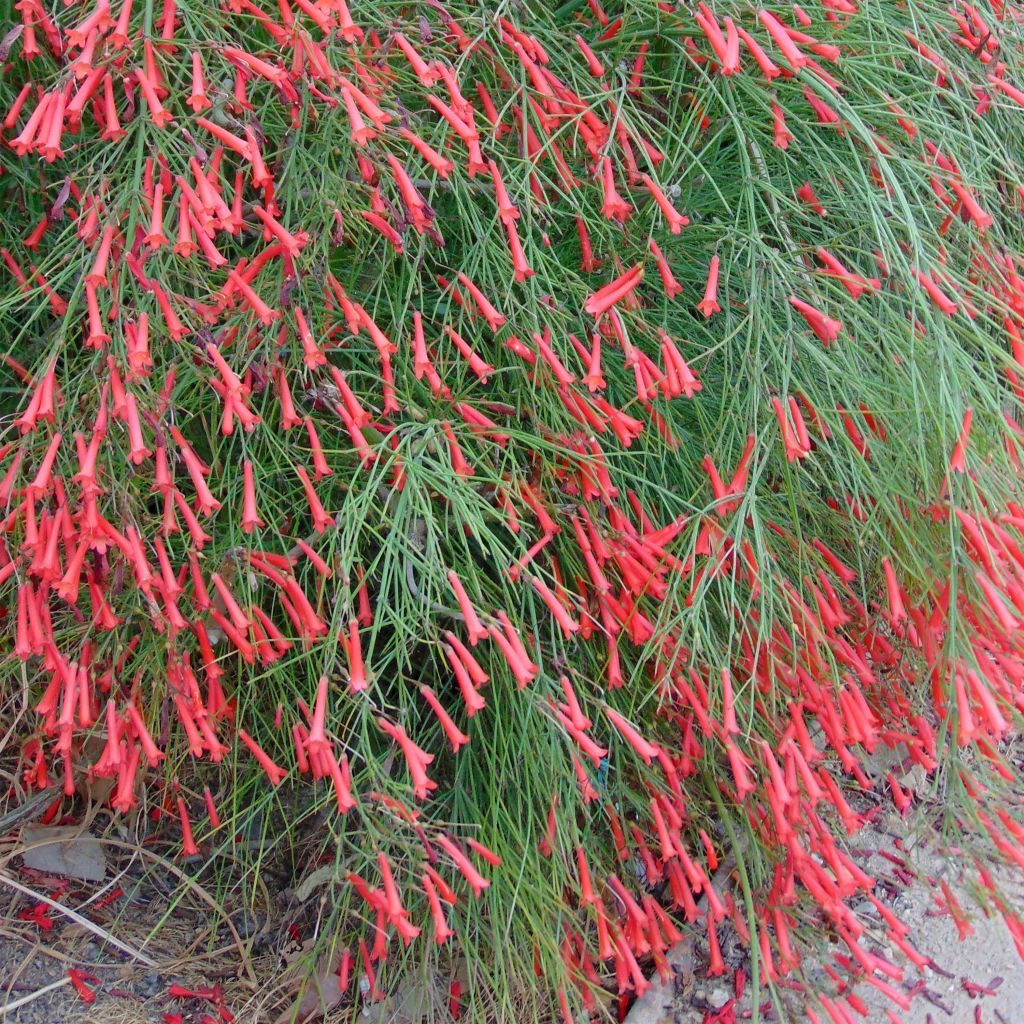 Tulikipinäkukka - Russelia equisetiformis