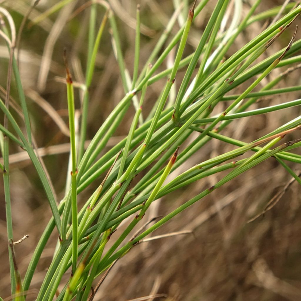 Tulikipinäkukka - Russelia equisetiformis