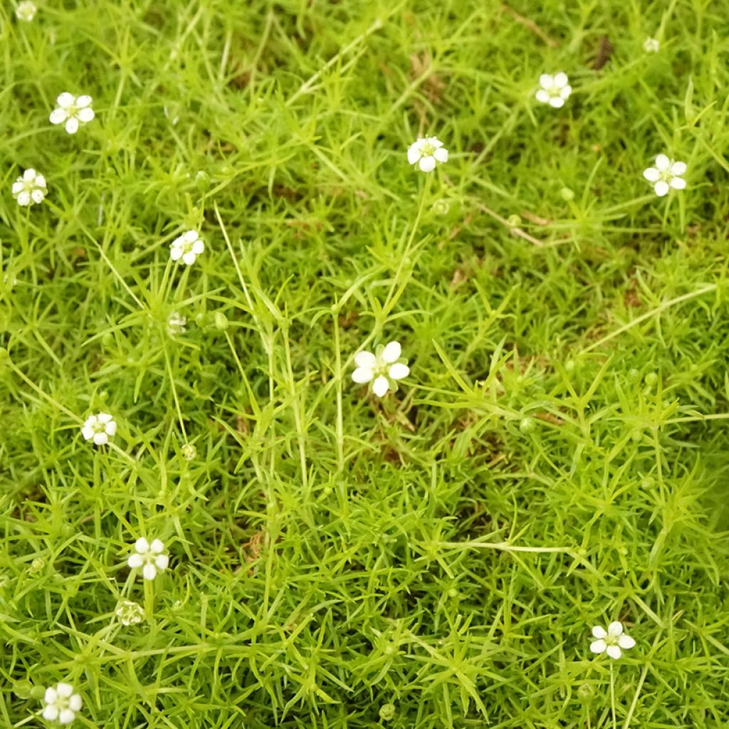 Polkuhaarikko Aurea