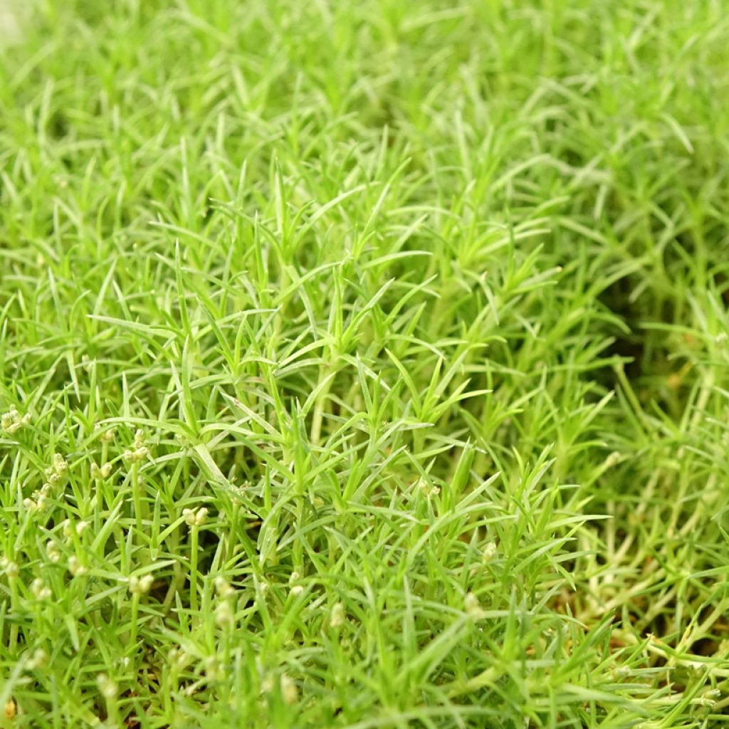Polkuhaarikko Pine Green