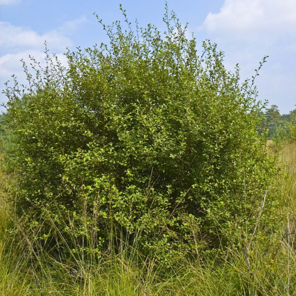 Korvapaju - Salix aurita