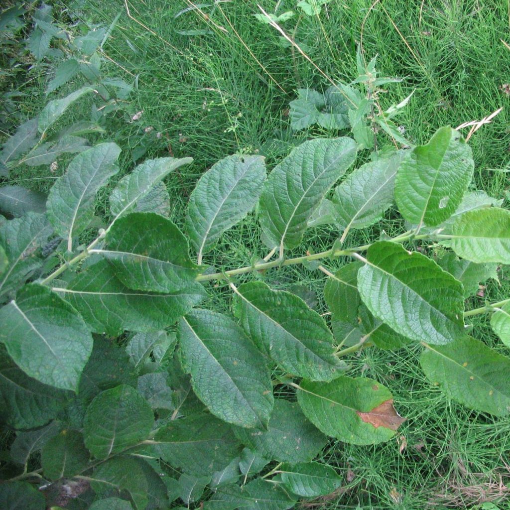Korvapaju - Salix aurita