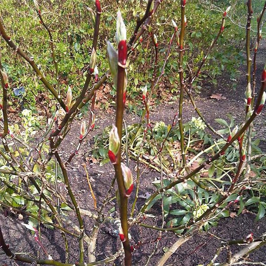 Paju - Salix fargesii