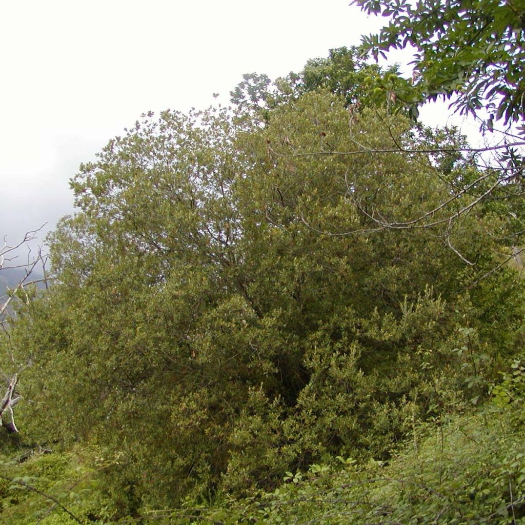 Punapaju - Salix purpurea