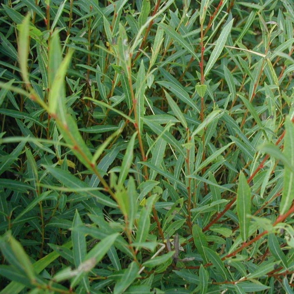 Punapaju - Salix purpurea