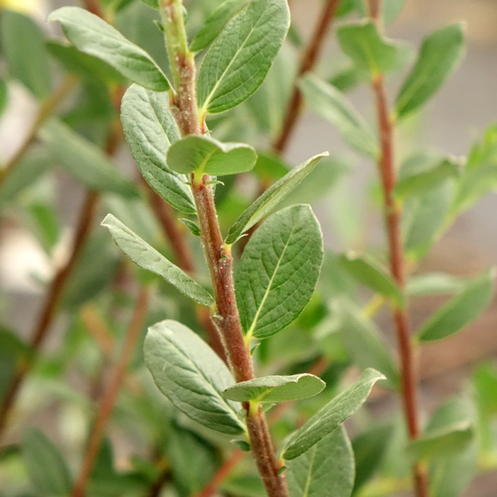Hanhenpaju - Salix repens