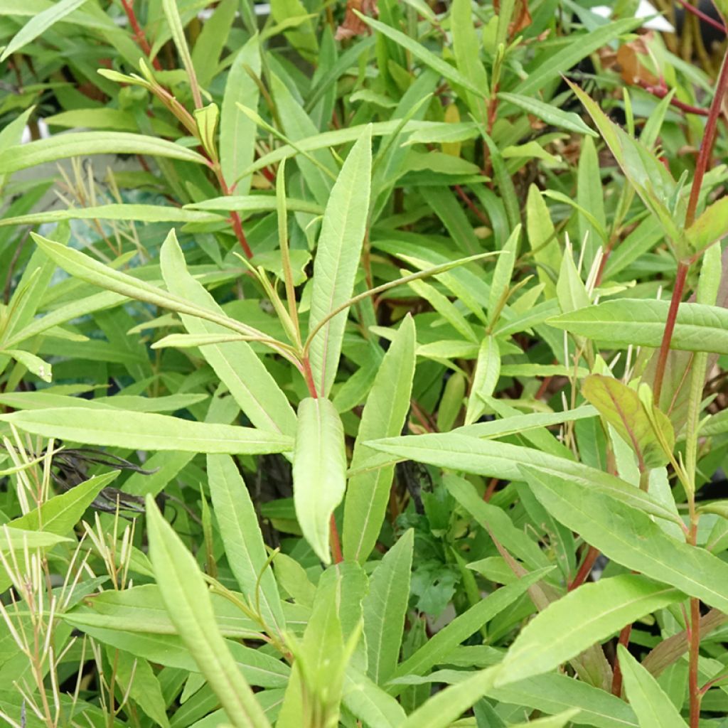 Sahalininpaju Sekka