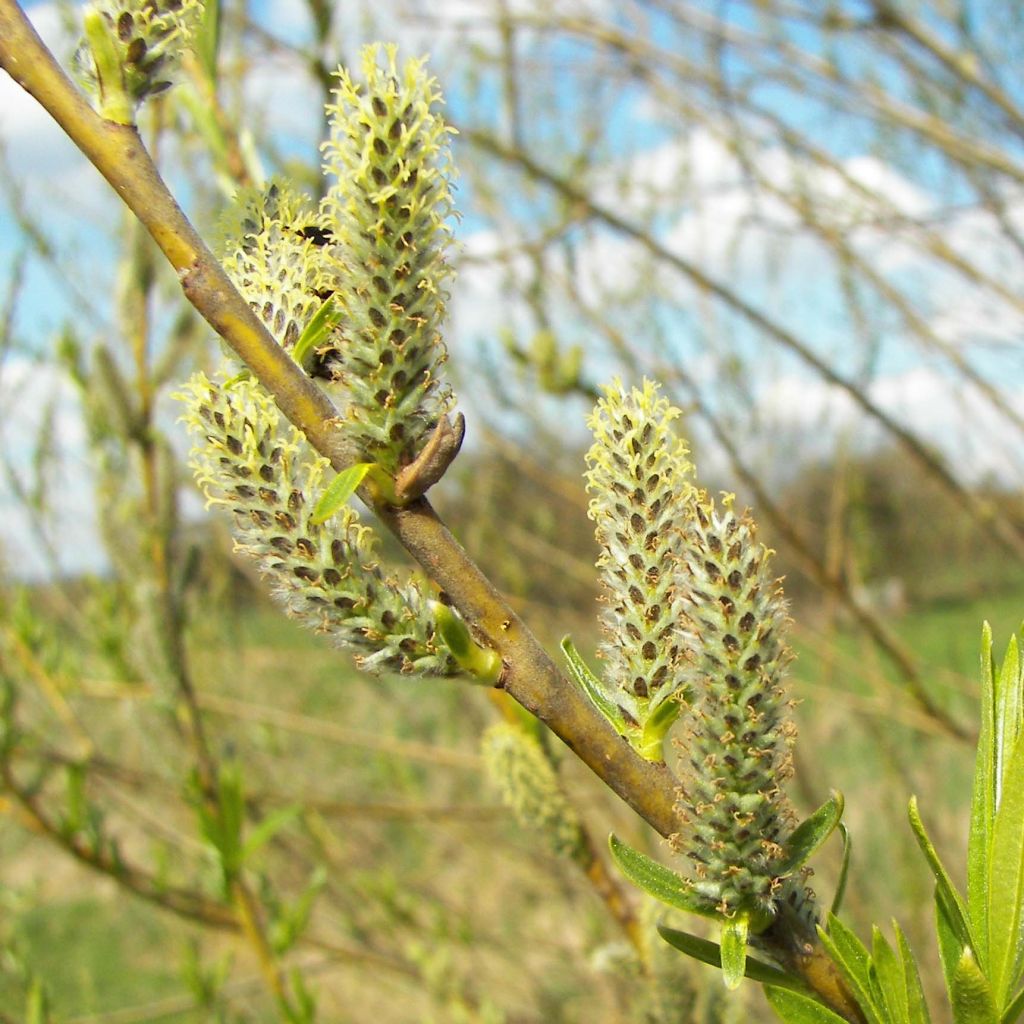 Koripaju - Salix viminalis