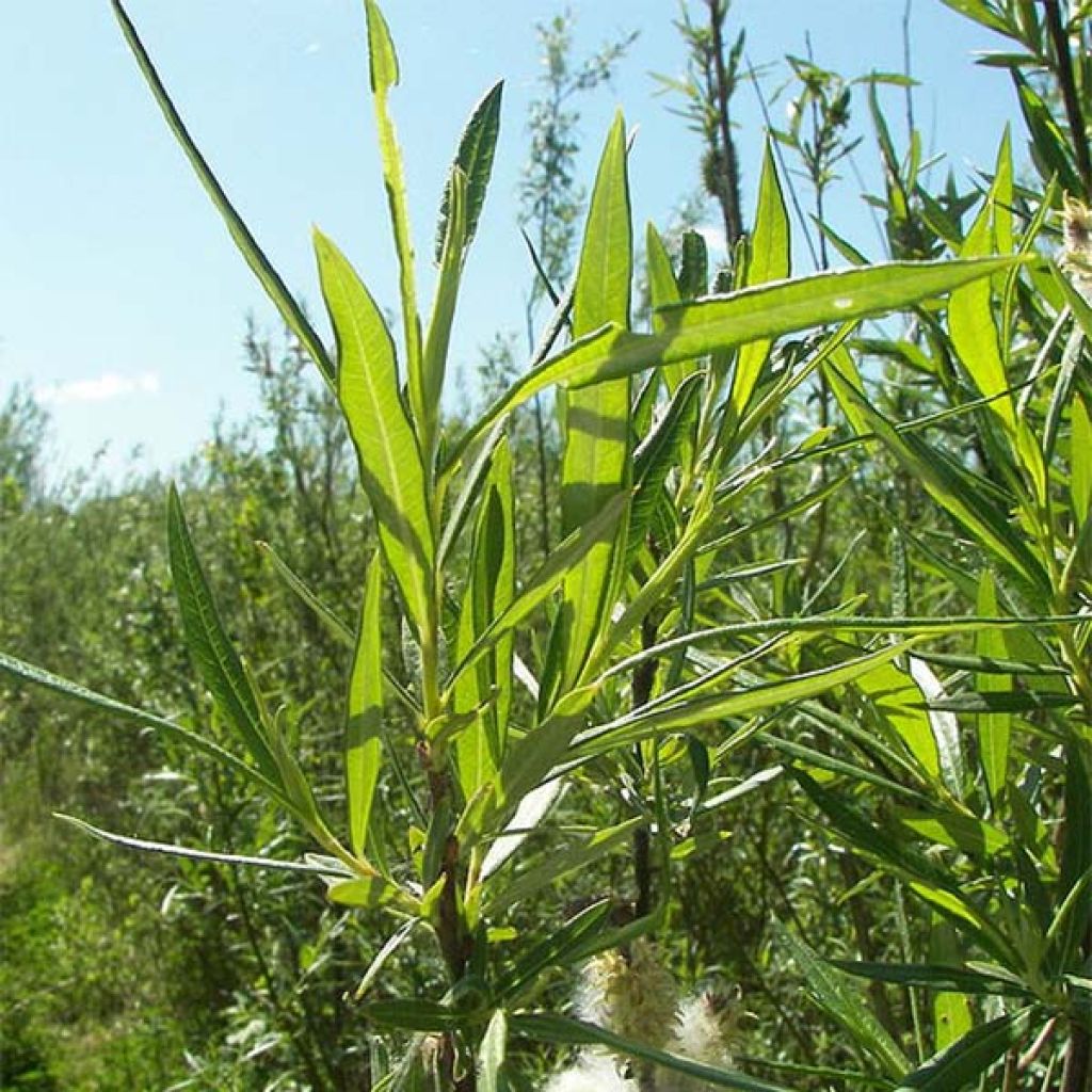 Koripaju - Salix viminalis