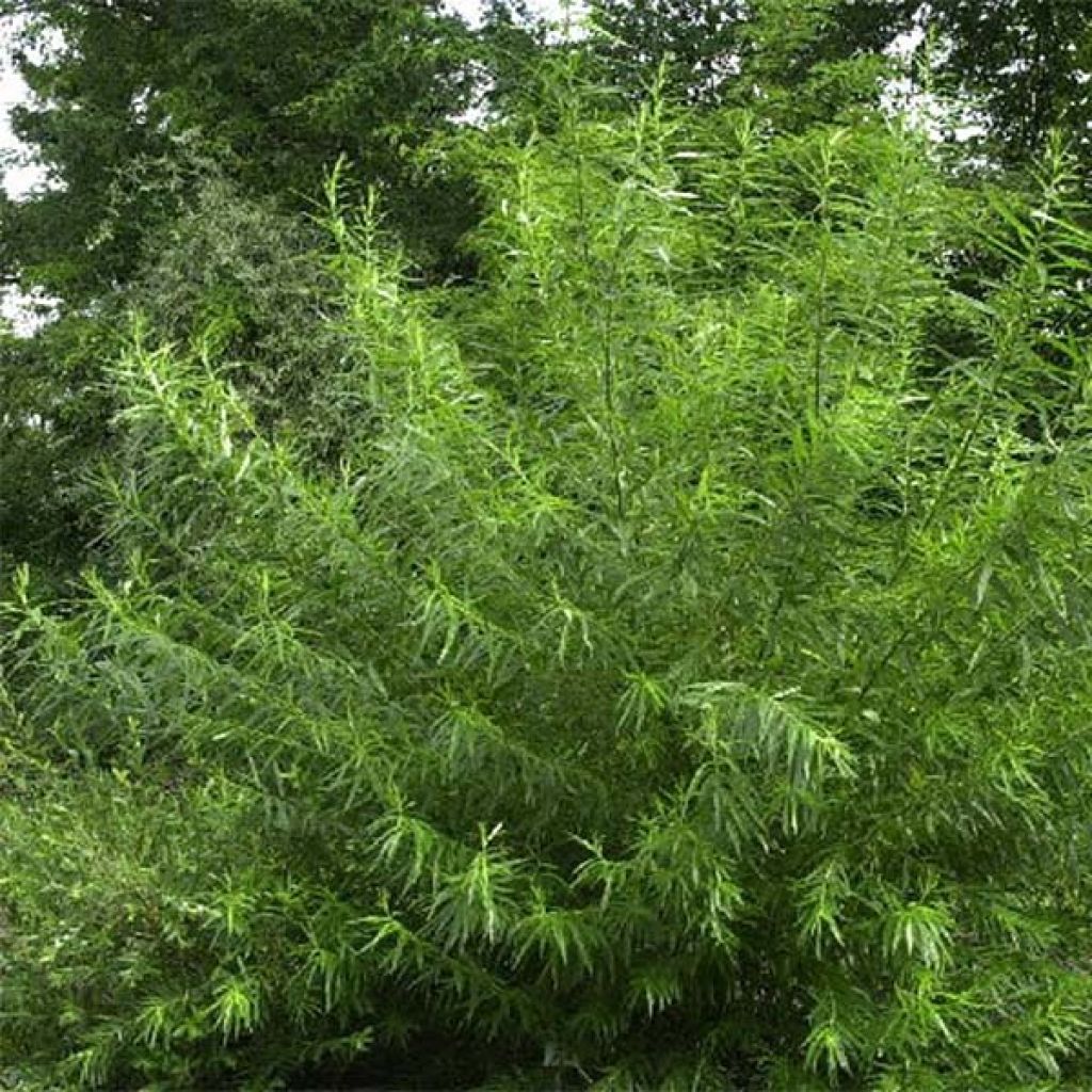 Koripaju - Salix viminalis