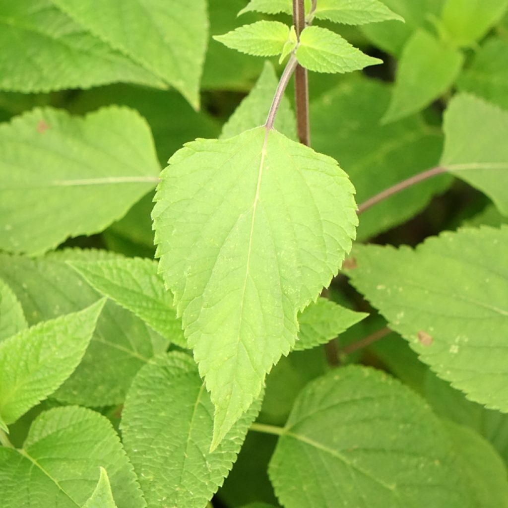 Keijunsalvia Amante
