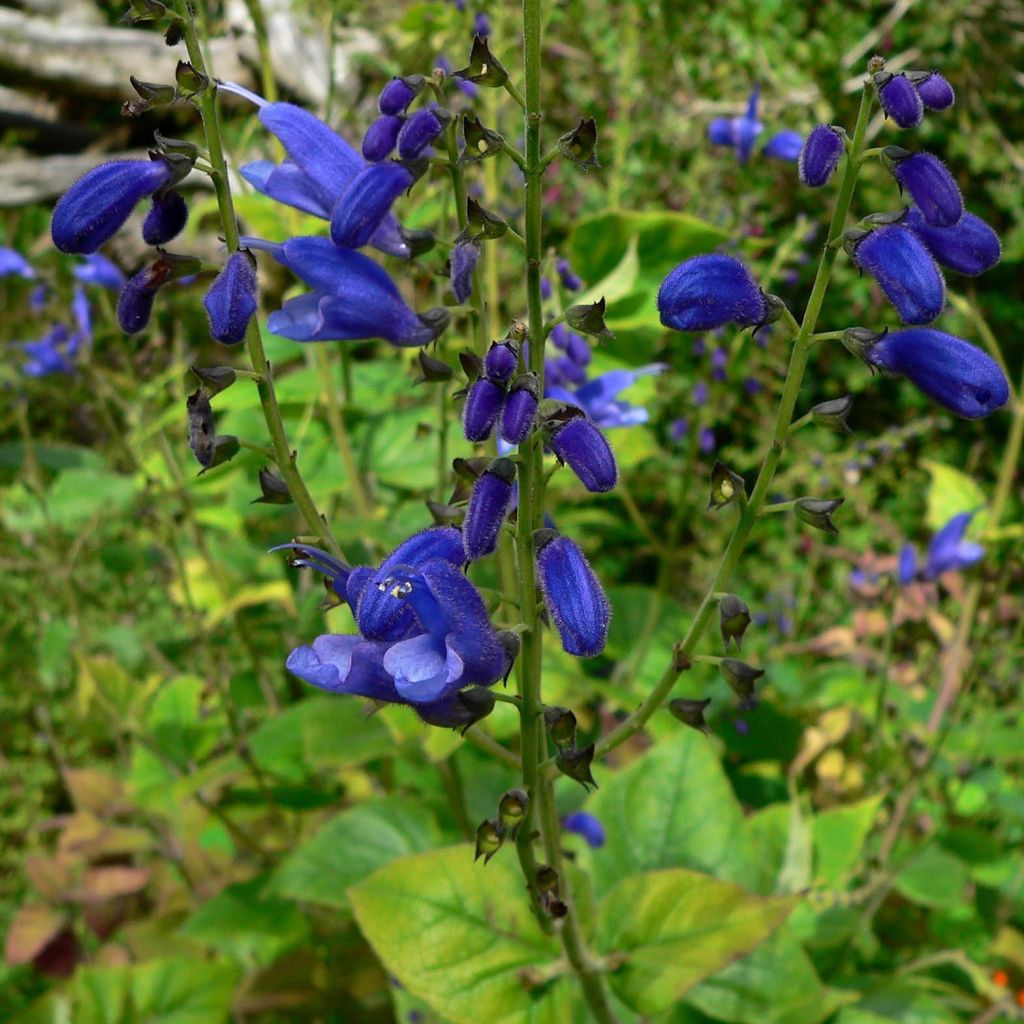 Keijunsalvia - Salvia cacaliifolia