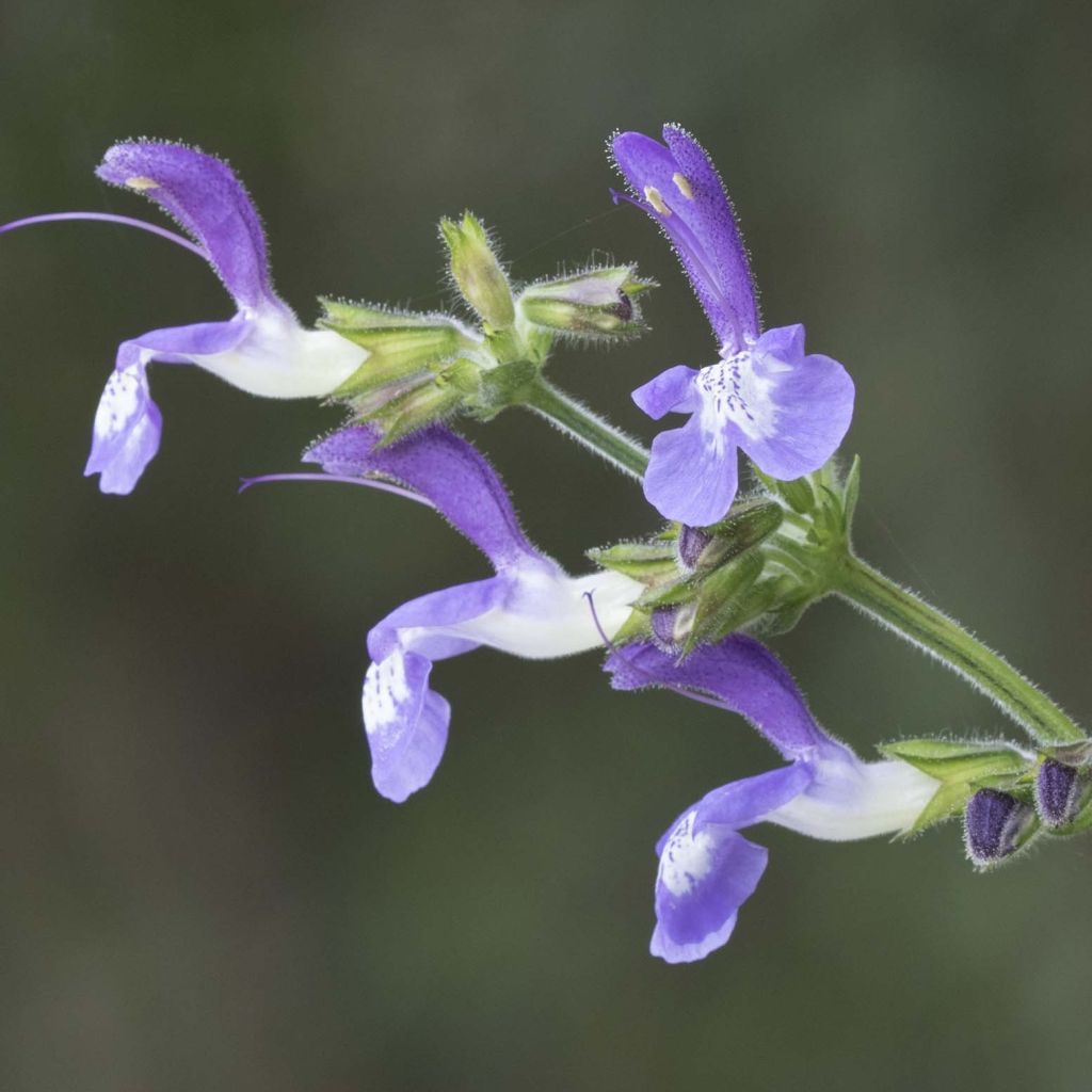 Keijunsalvia - Salvia forsskaolei