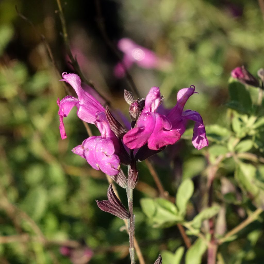 Syyssalvia ARCTIC BLAZE Purple