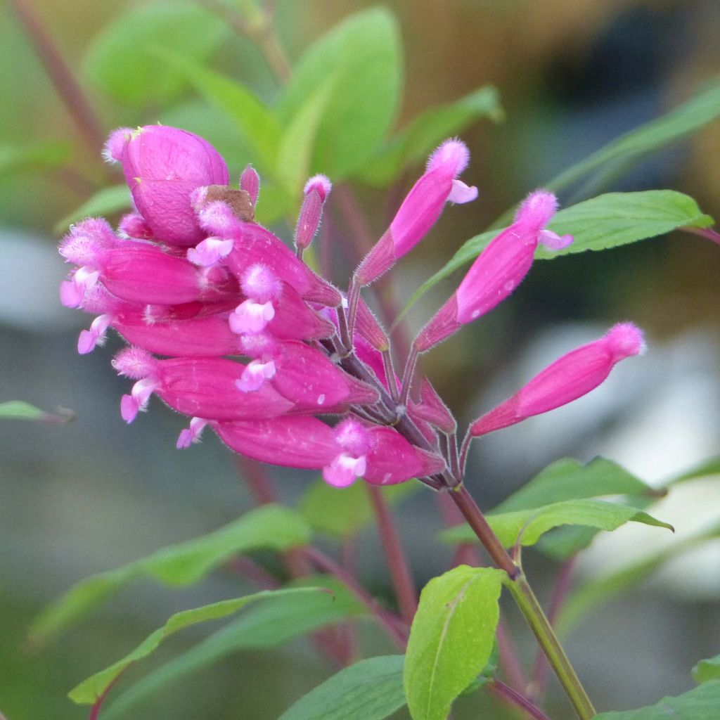 Keijunsalvia Bethelii