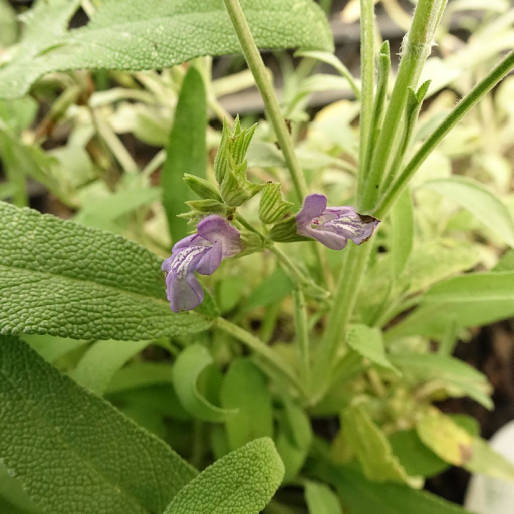 Laventelisalvia - Salvia lavandulifolia