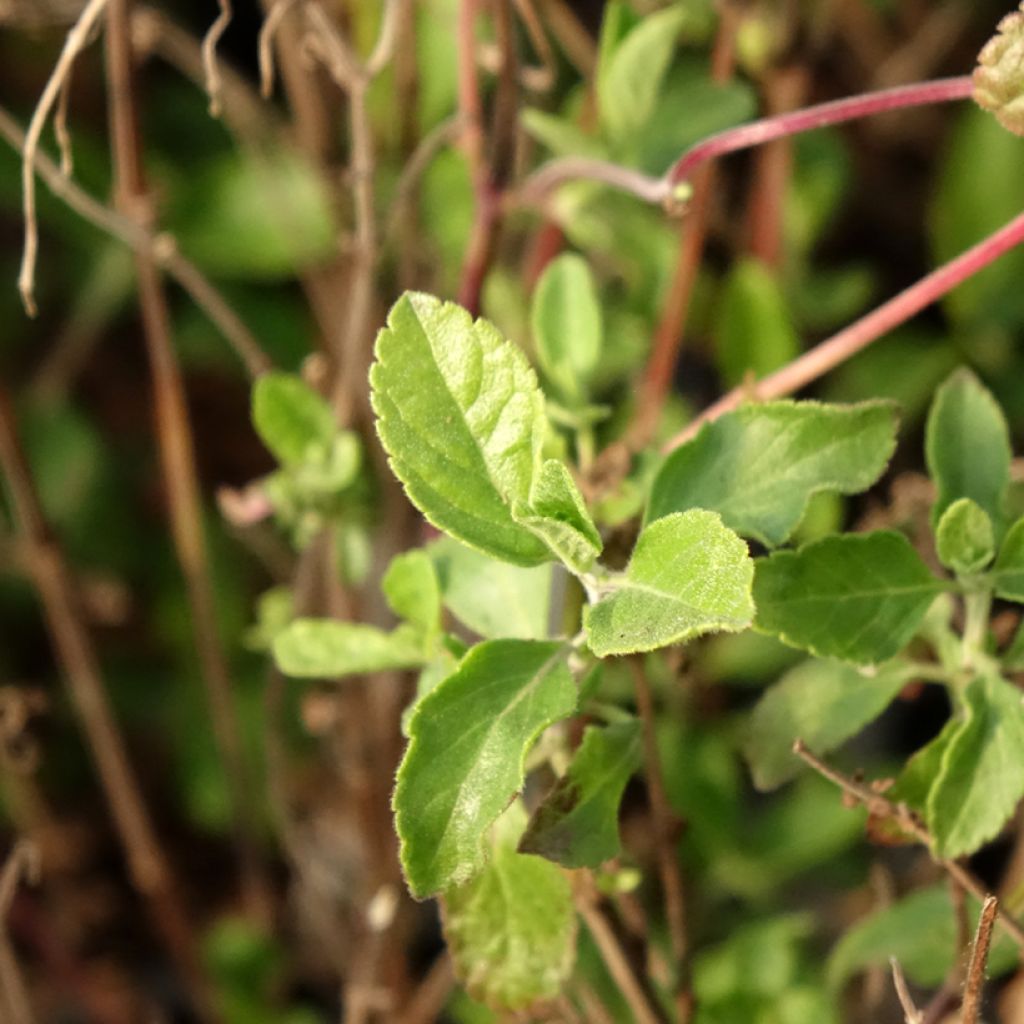 Keijunsalvia Little Kiss