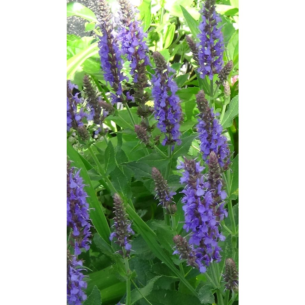 Lehtosalvia April Night