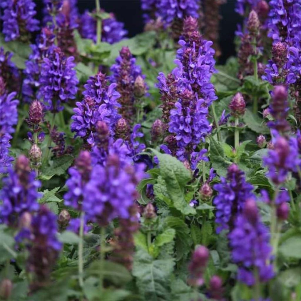 Lehtosalvia Blue Marvel