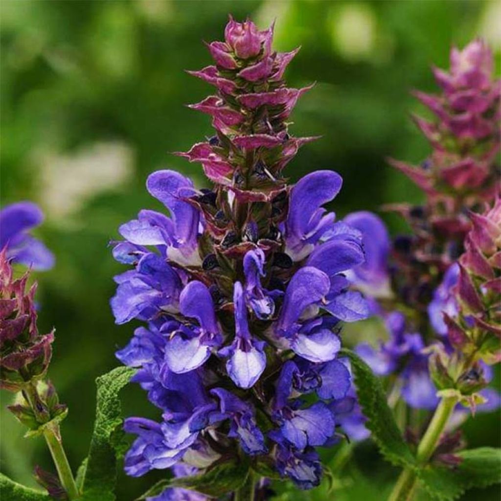 Lehtosalvia Blue Marvel