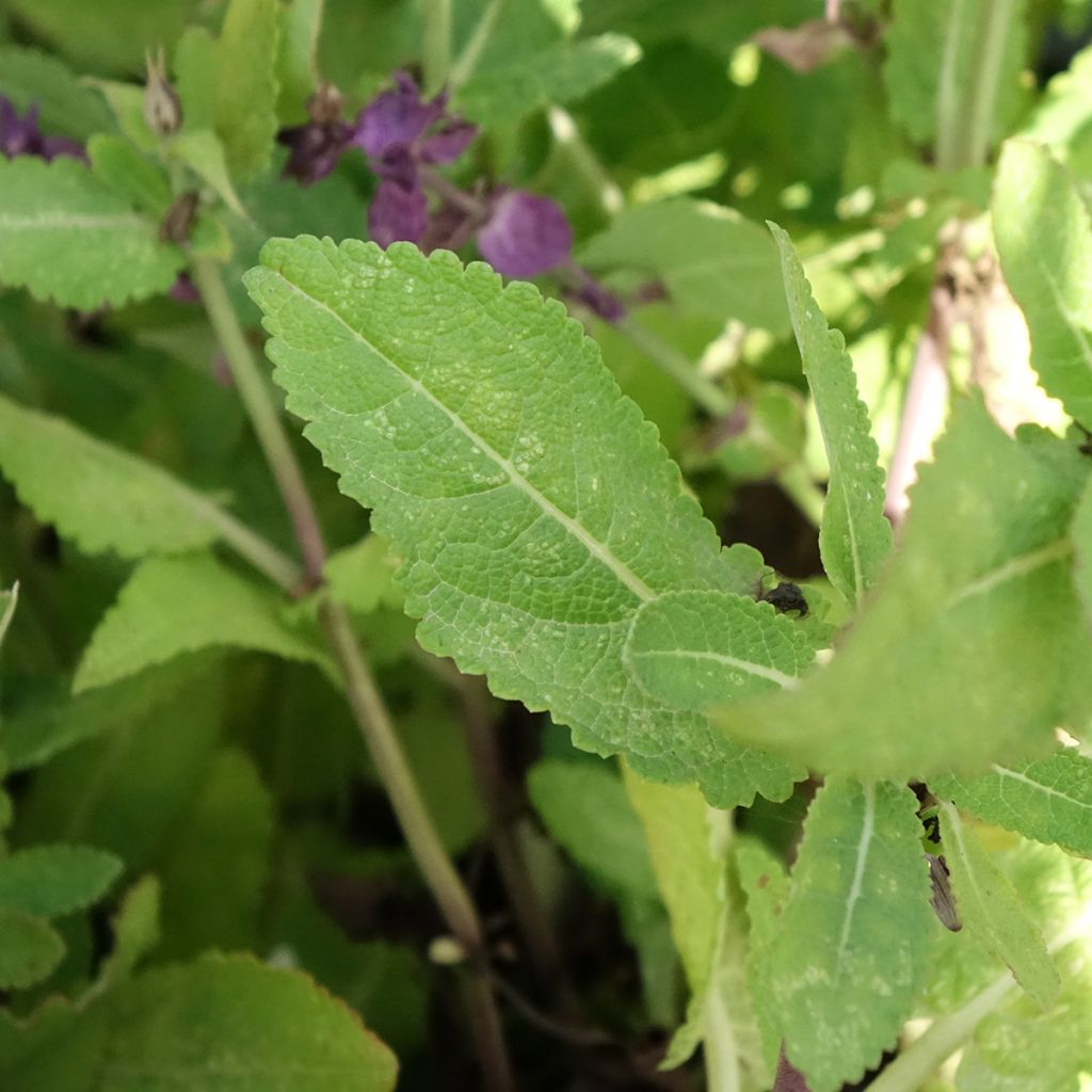 Lehtosalvia Blue Marvel