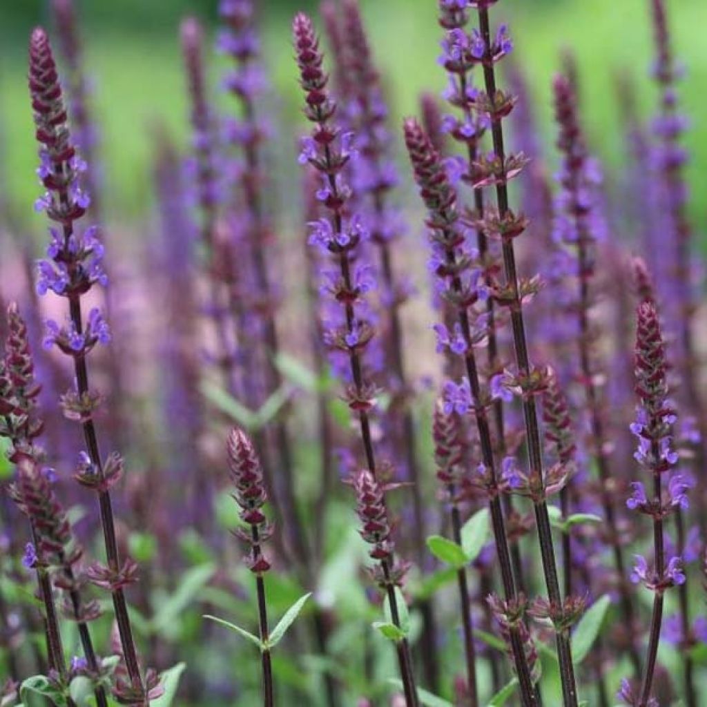 Lehtosalvia Caradonna