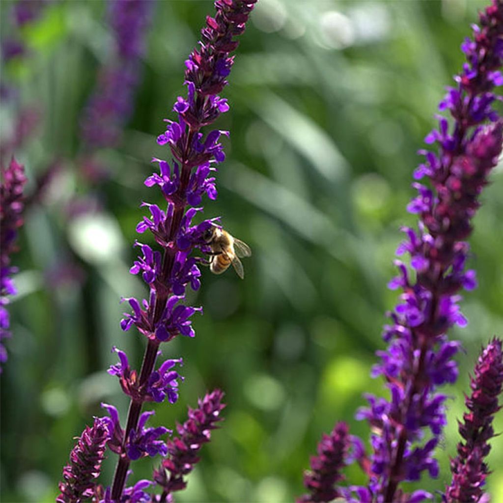 Lehtosalvia Caradonna