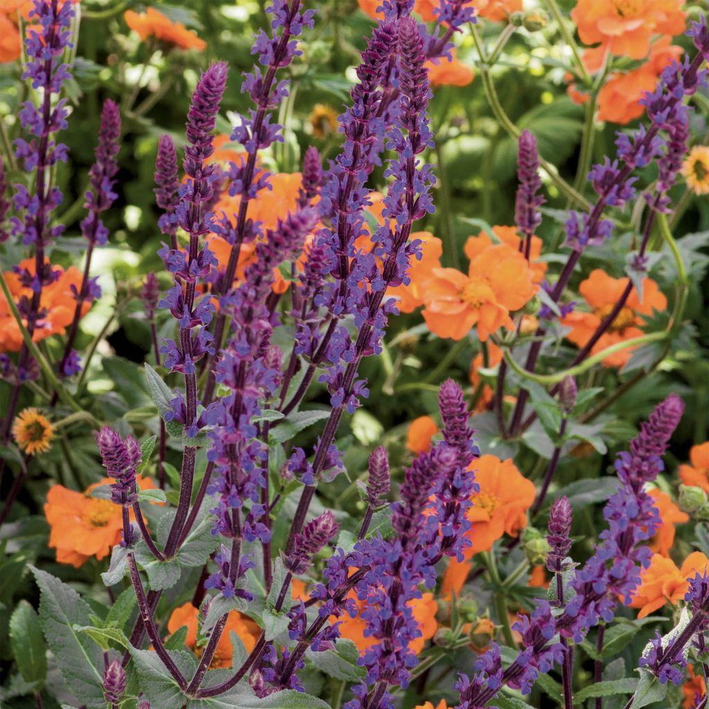Lehtosalvia Caradonna