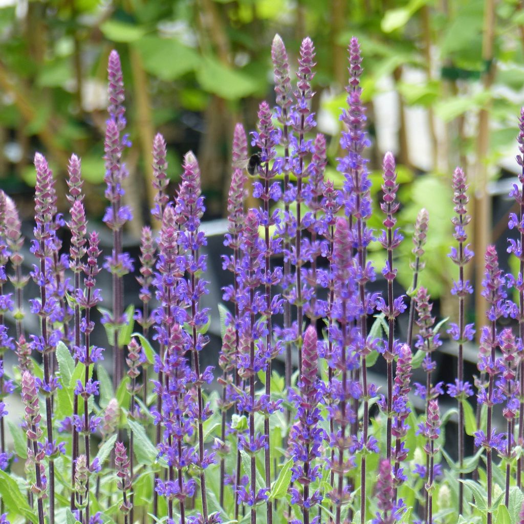 Lehtosalvia Caradonna