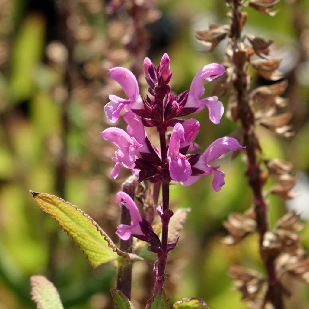 Loistosalvia Katsjing