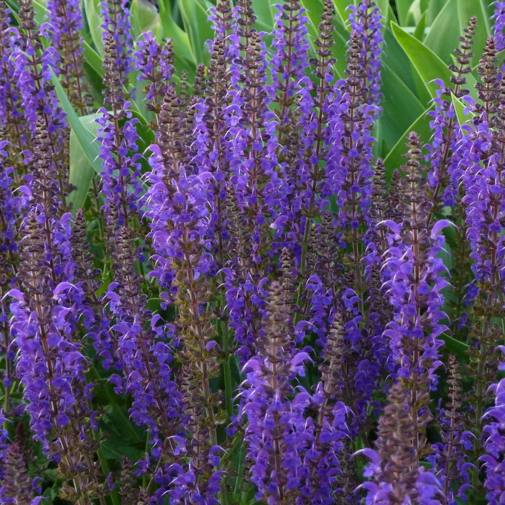 Lehtosalvia Mainacht