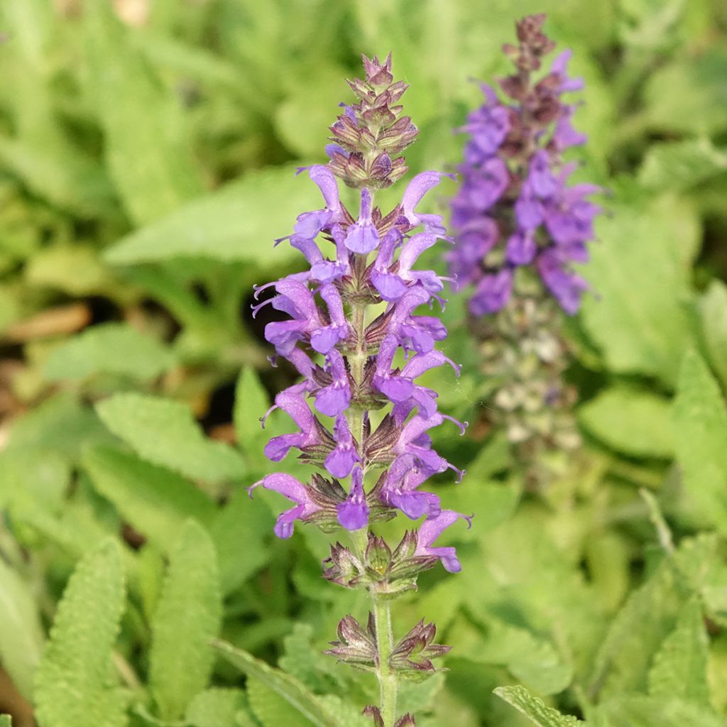 Lehtosalvia Marcus