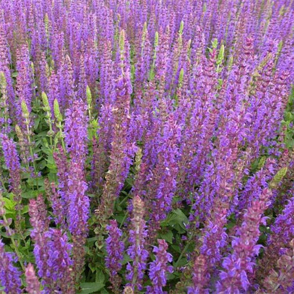 Lehtosalvia Ostfriesland