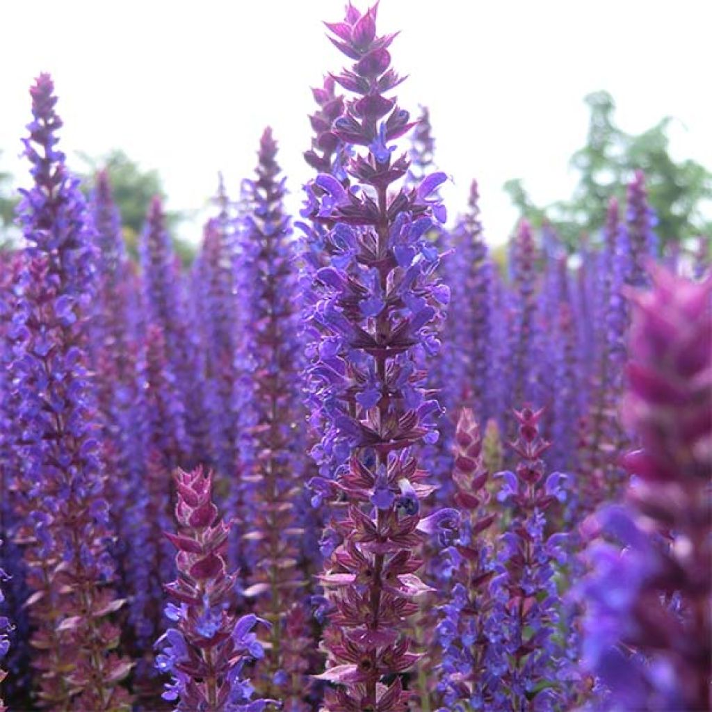 Lehtosalvia Ostfriesland