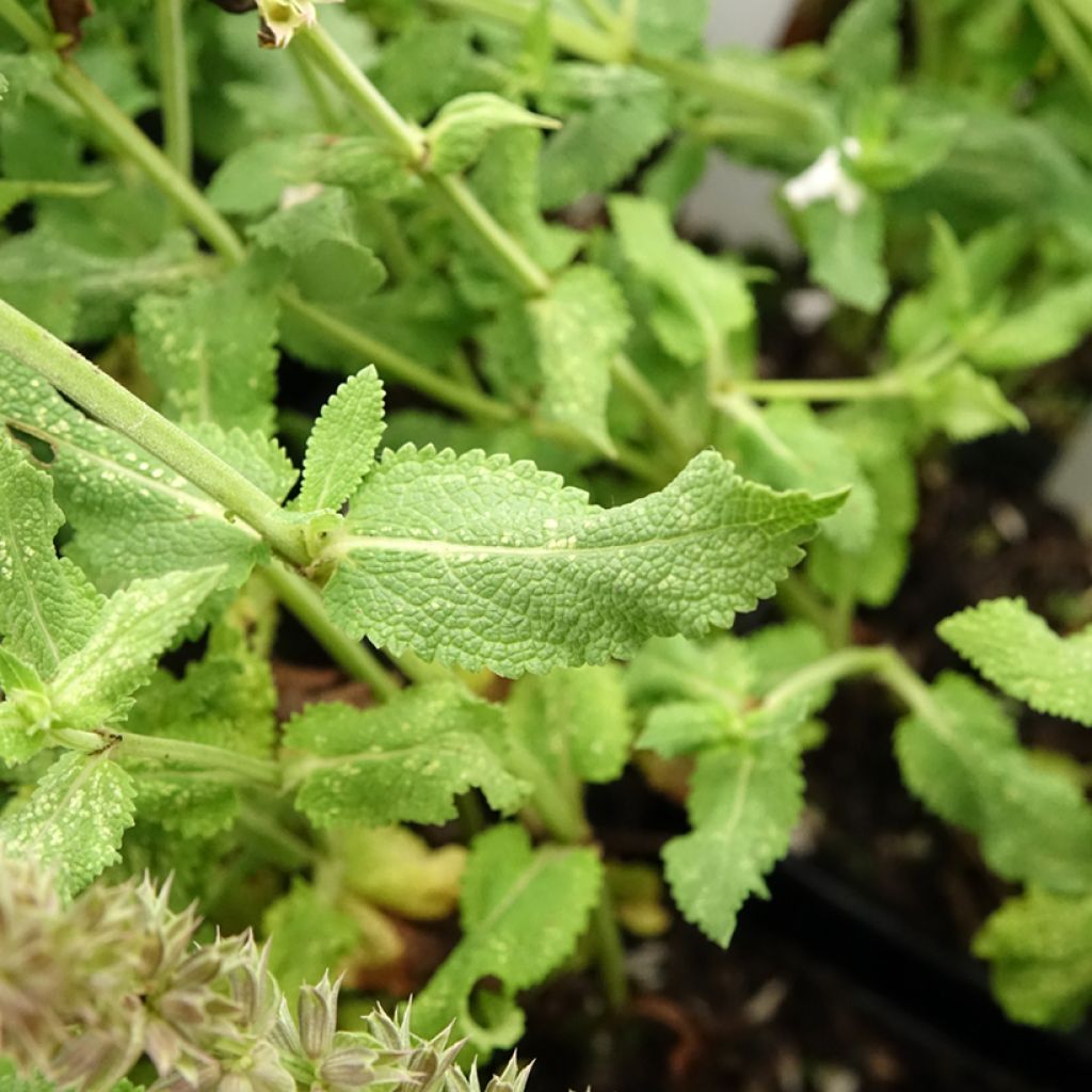 Lehtosalvia Salute White