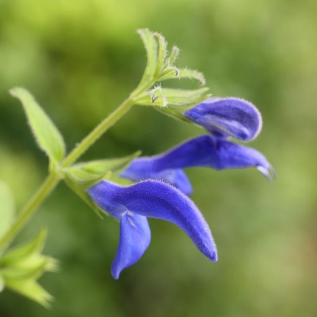 Sinisalvia Royal Blue