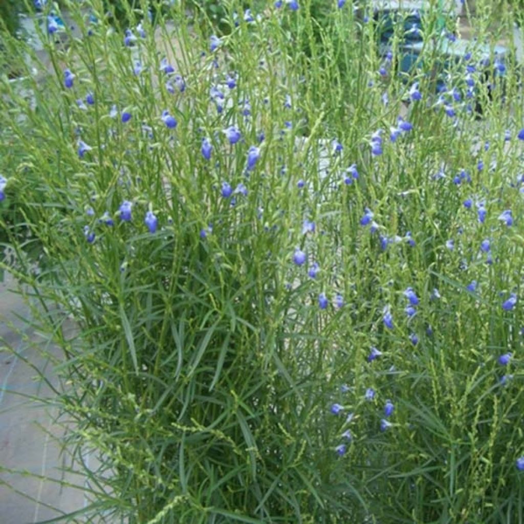 Keijunsalvia West Texas form