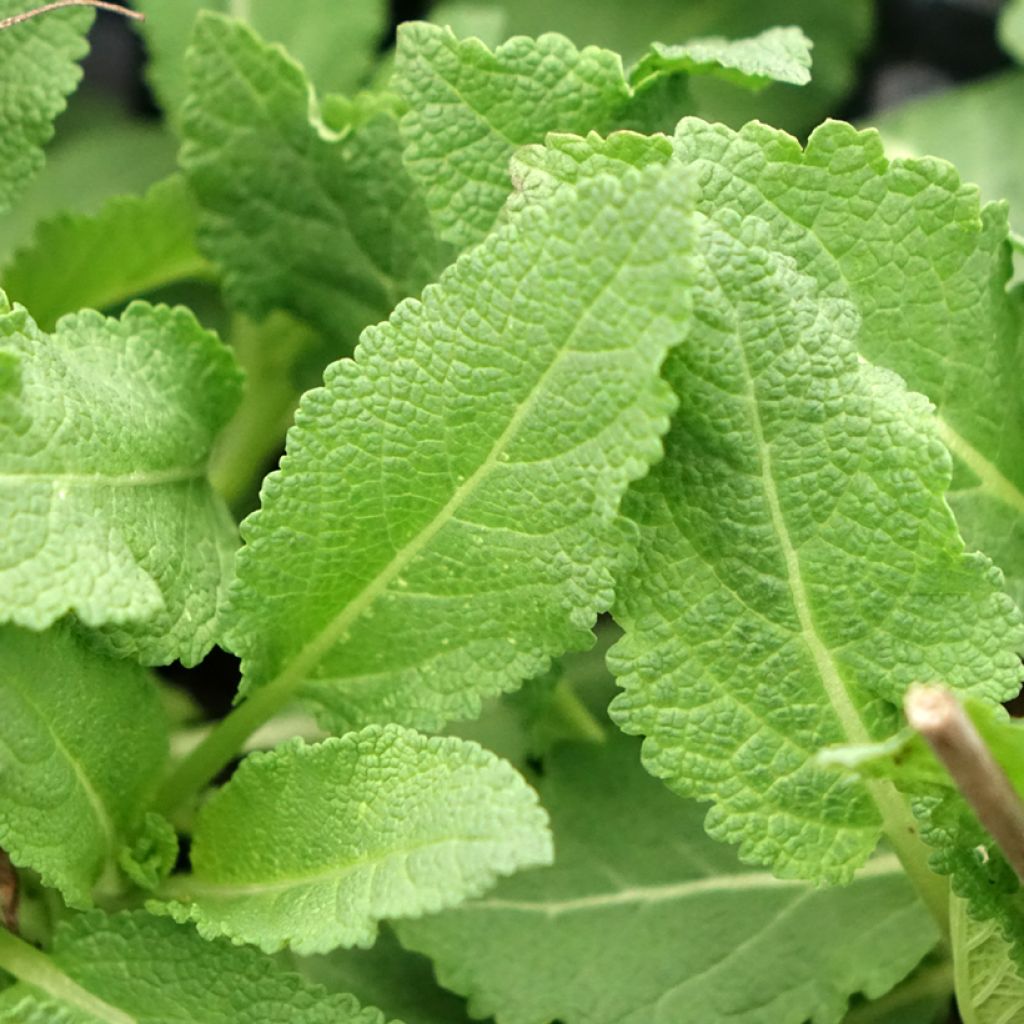 Niittysalvia Reine Rose