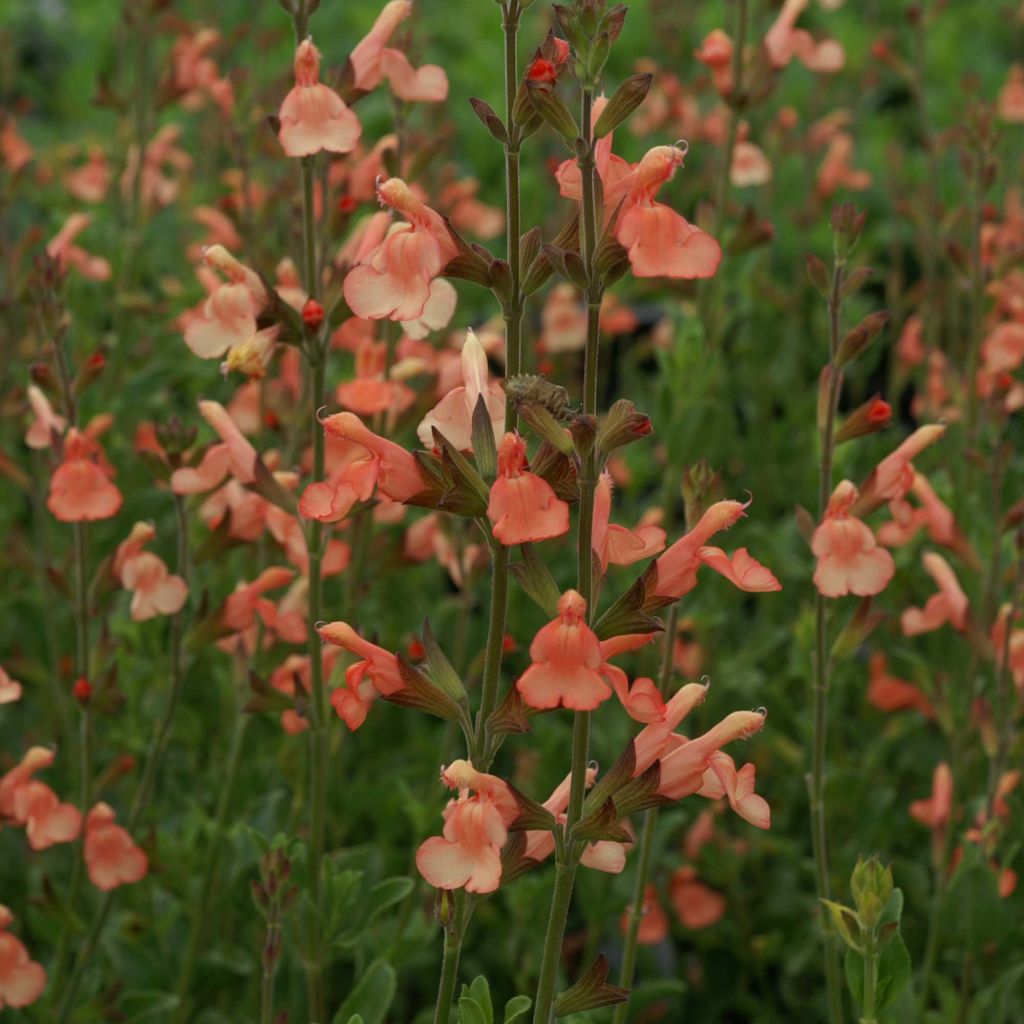 Keijunsalvia California Sunset