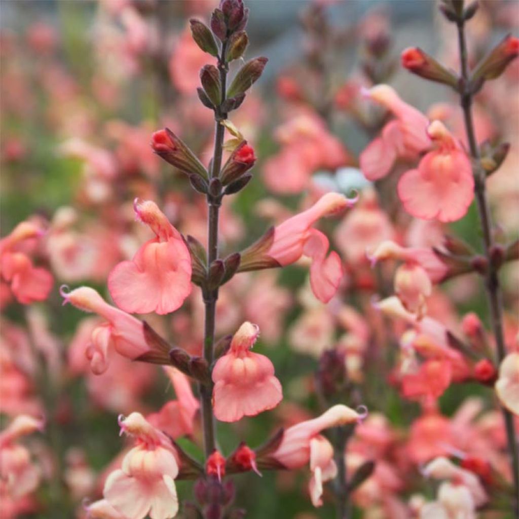 Keijunsalvia California Sunset