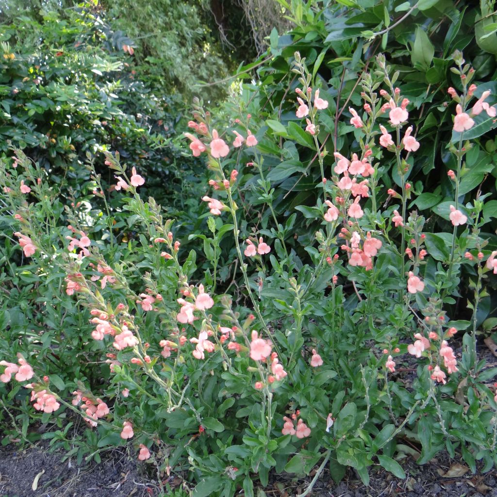 Keijunsalvia California Sunset