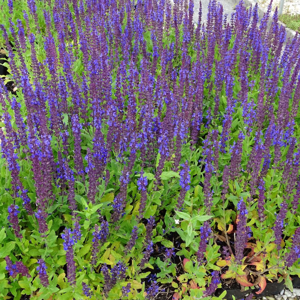 Niittysalvia Reine Bleue