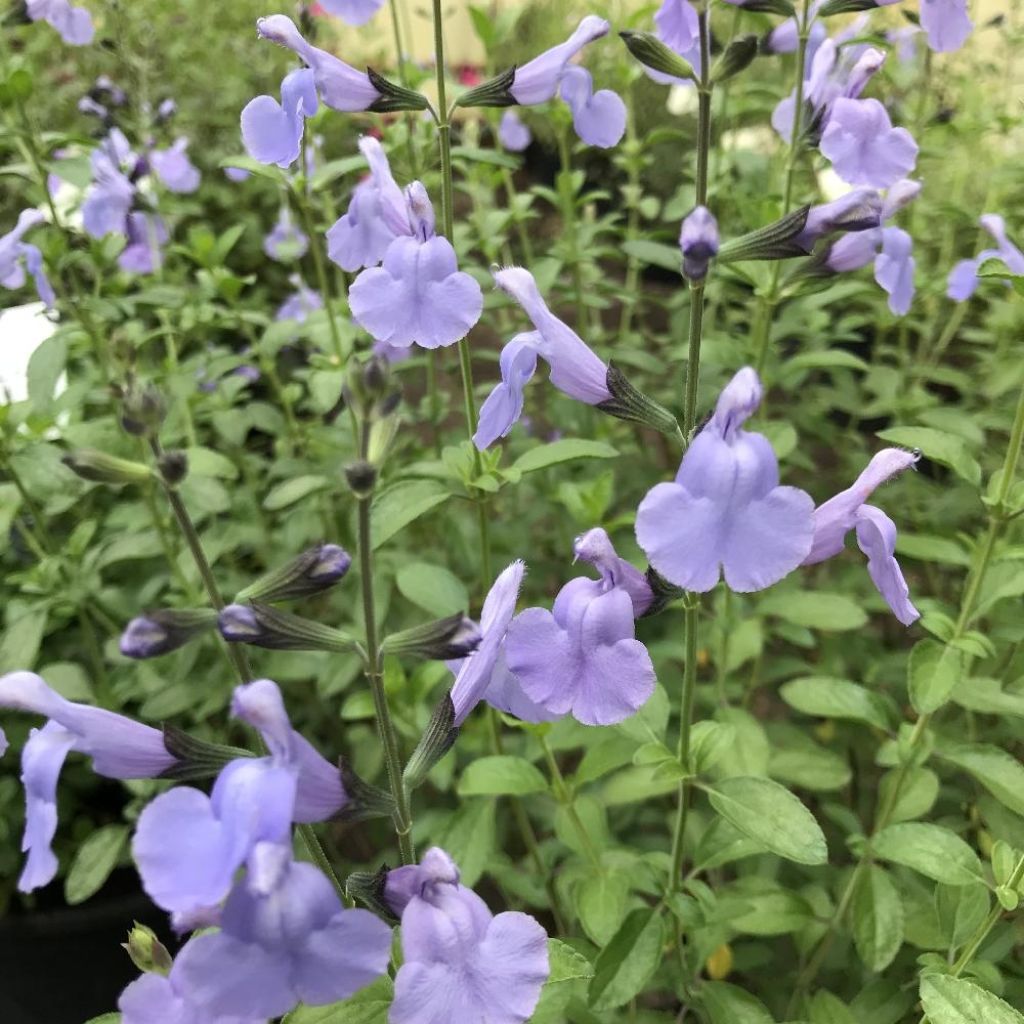 Keijunsalvia Delice Aquamarine