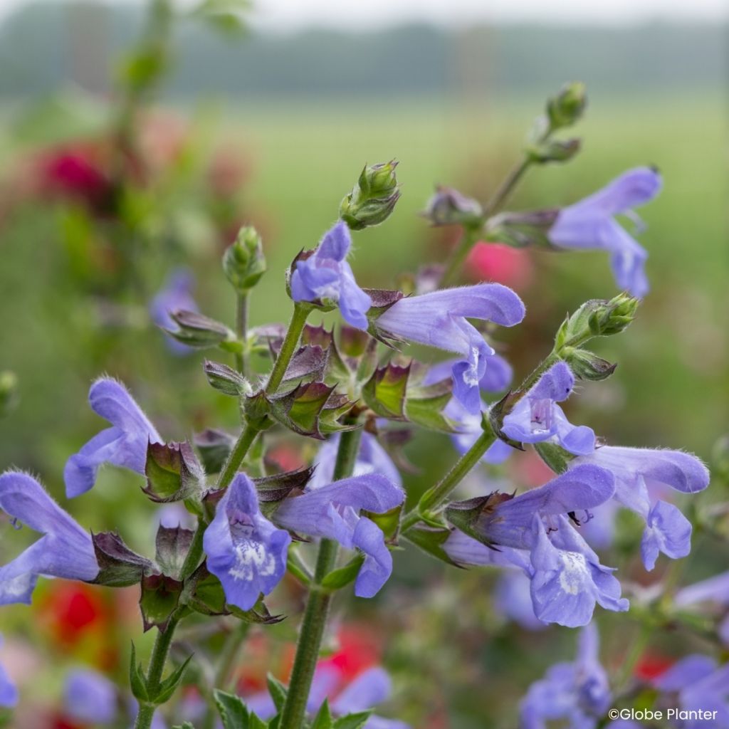 Tulisalvia Heat Hero Blue