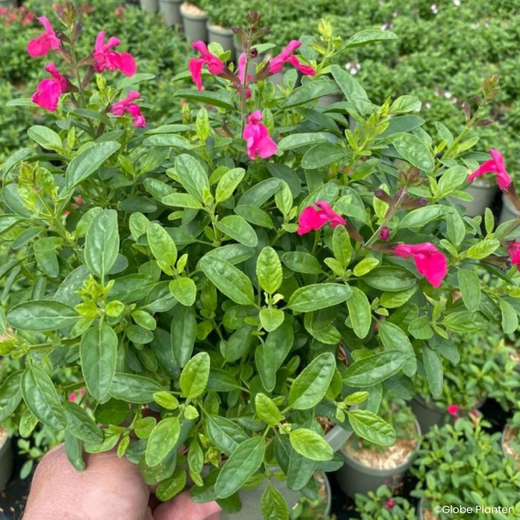 Syyssalvia Mirage Hotpink